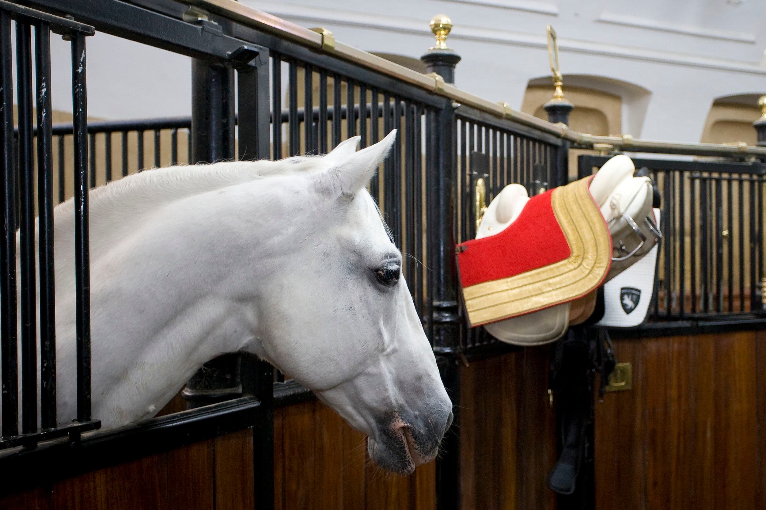 Legende Lipizzaner - Spezialführung – Spanische Hofreitschule