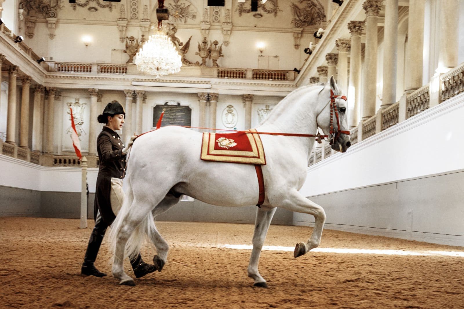 Kurzvorführungen der Lipizzaner – Spanische Hofreitschule