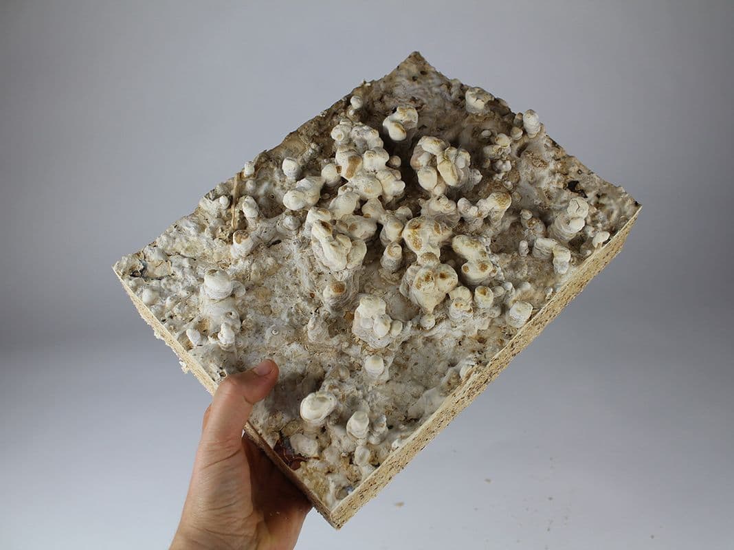 Pilze und Lehm als Baumaterial – MuseumsQuartier Wien