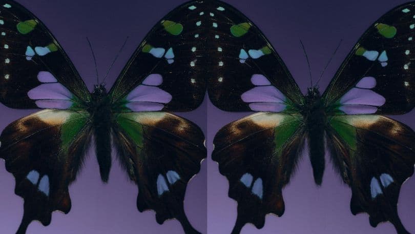 Maria und die Fledermaus
