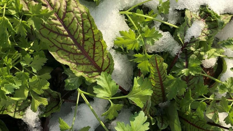 Wintergemuese Ernten im Schnee – City Farm Augarten