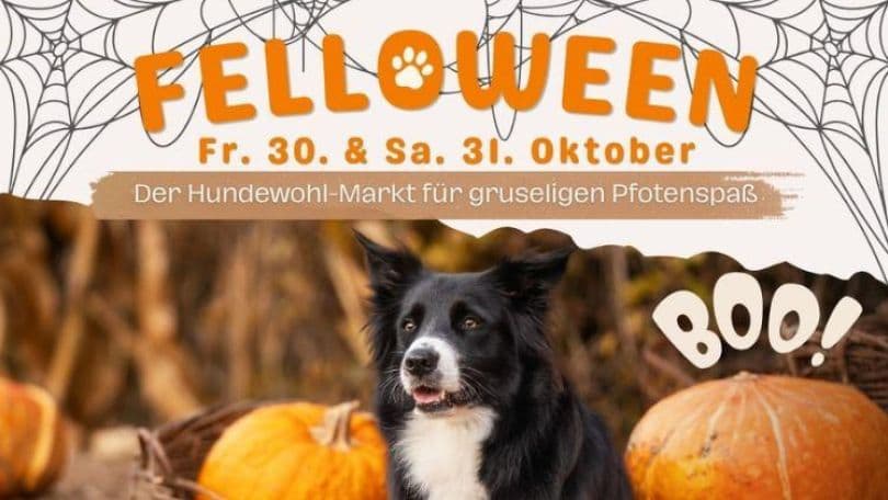 Felloween Markt Donauzentrum